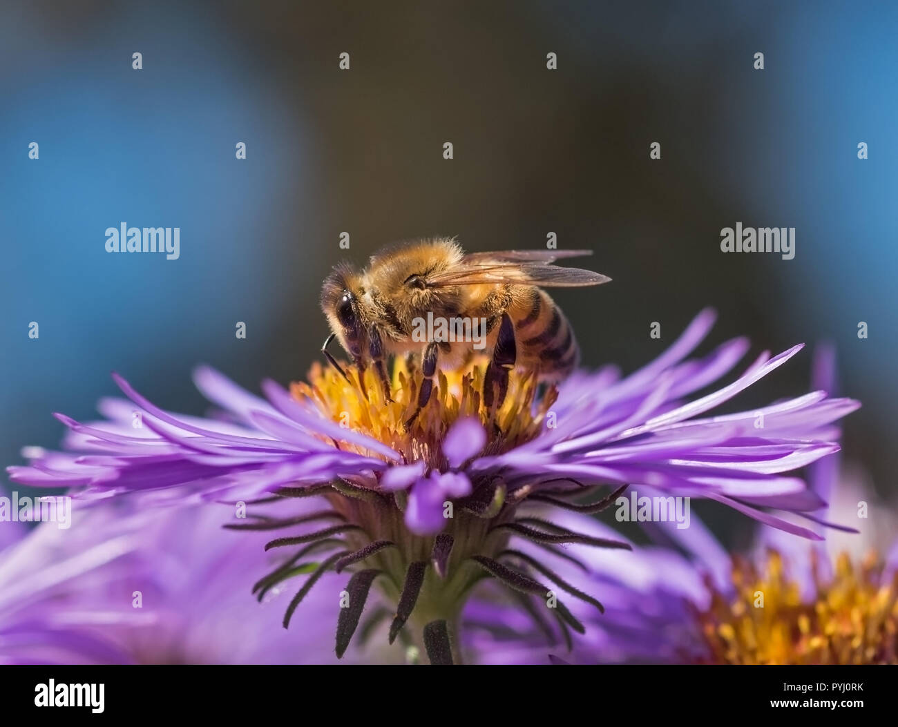 Abeille domestique (Apis mellifera) collecte de nectar et pollen sur un aster mauve sauvage (Asteraceae), vue de profil. Banque D'Images