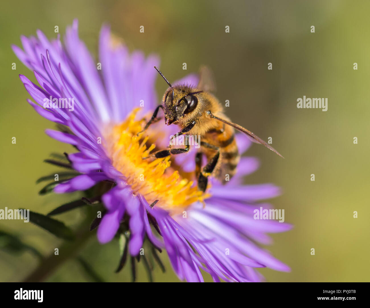 Abeille domestique (Apis mellifera) collecte de nectar et pollen sur un aster mauve sauvage (Asteraceae). Banque D'Images