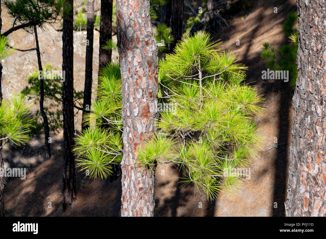 L'écorce des arbres brûlés et nouvelle repousse verte après un feu de forêt, l'arbre de pin (Pinus canariensis) Banque D'Images