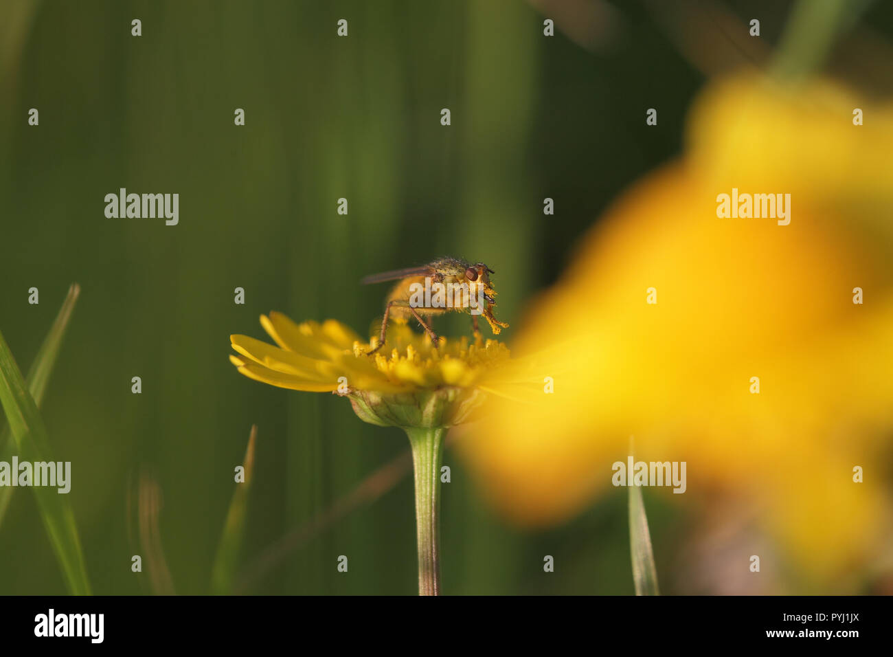 Vol d'insectes couverts de pollen de fleur jaune d'une prairie Banque D'Images