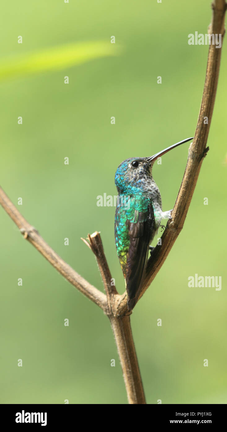 Femme Chrysuronia oenone saphir à queue d'or perché dans une rose colibri branch Banque D'Images Femme Chrysuronia oenone saphir à queue d'or perché dans une rose colibri branch Banque D'Images