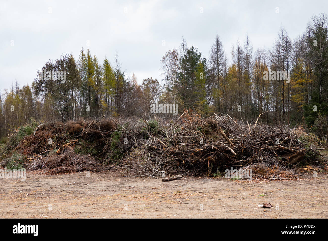 Un grand tas de branches d'arbres et de broussailles sont stockés pour le broyage en paillis spéculateur, NY USA Banque D'Images