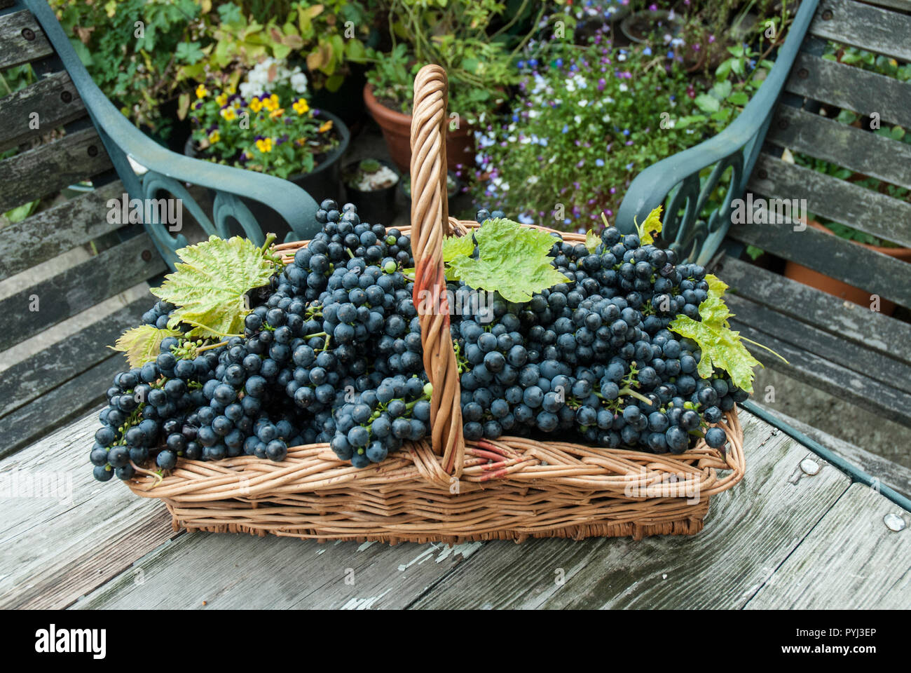 Un panier en osier trug ou plat contenant des grappes de raisin noir brillant home grown. Banque D'Images