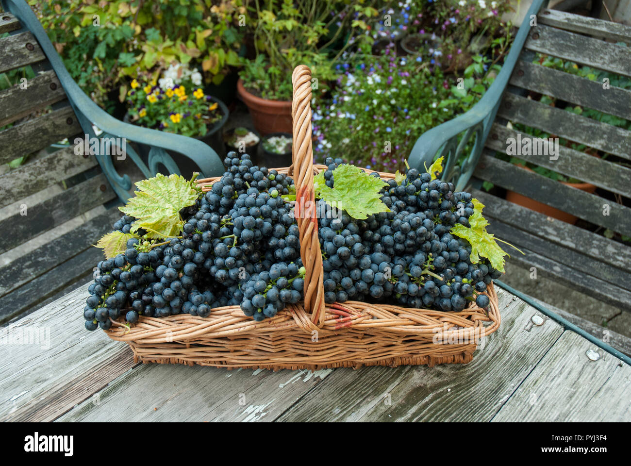 Un panier en osier trug ou plat contenant des grappes de raisin noir brillant home grown. Banque D'Images