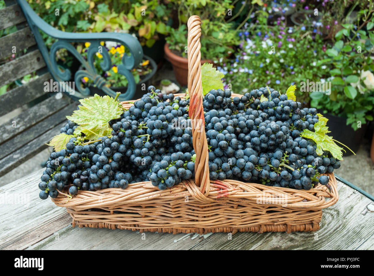 Un panier en osier trug ou plat contenant des grappes de raisin noir brillant home grown. Banque D'Images