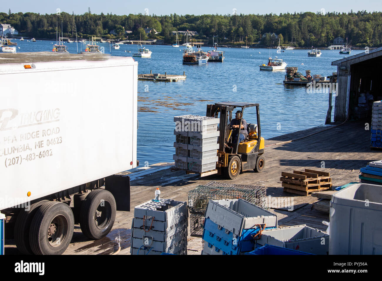 Les homards vivants de chargement dans un camion à Southwest Harbor, Maine, USA Banque D'Images