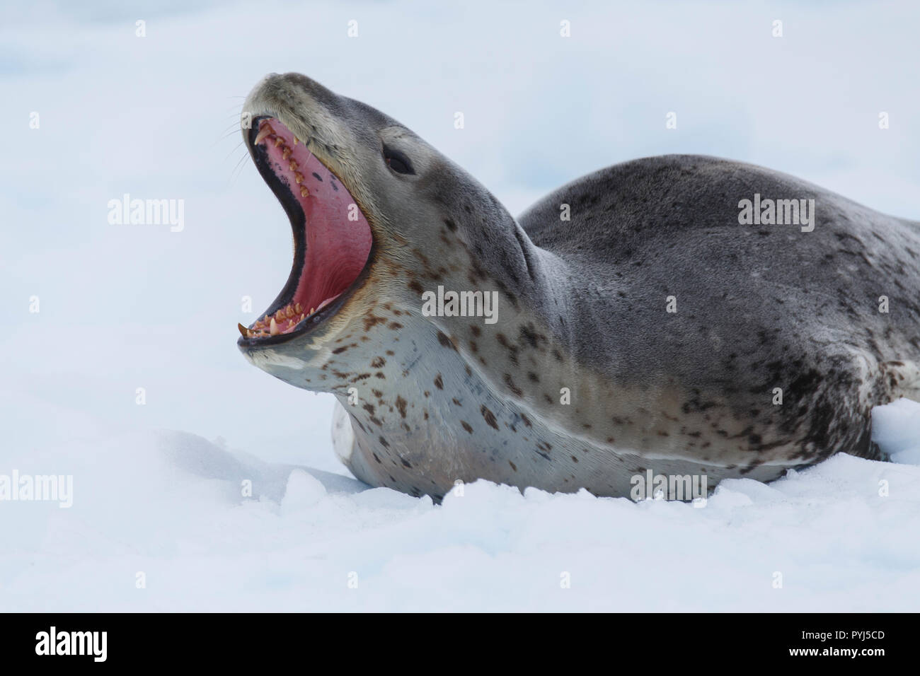 Leopard seal, l'Antarctique. Banque D'Images