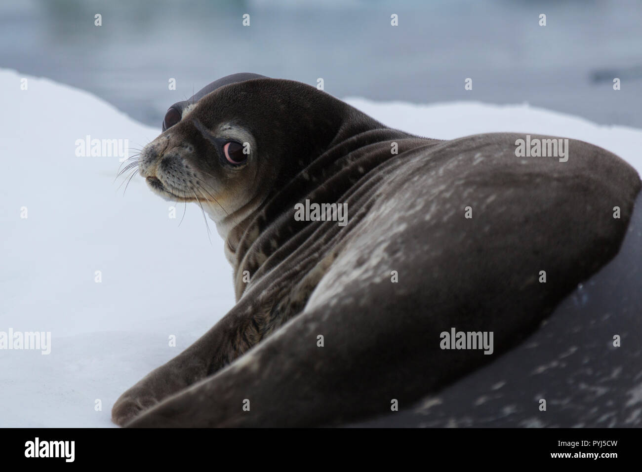 Weddel Seal, l'Antarctique. Banque D'Images