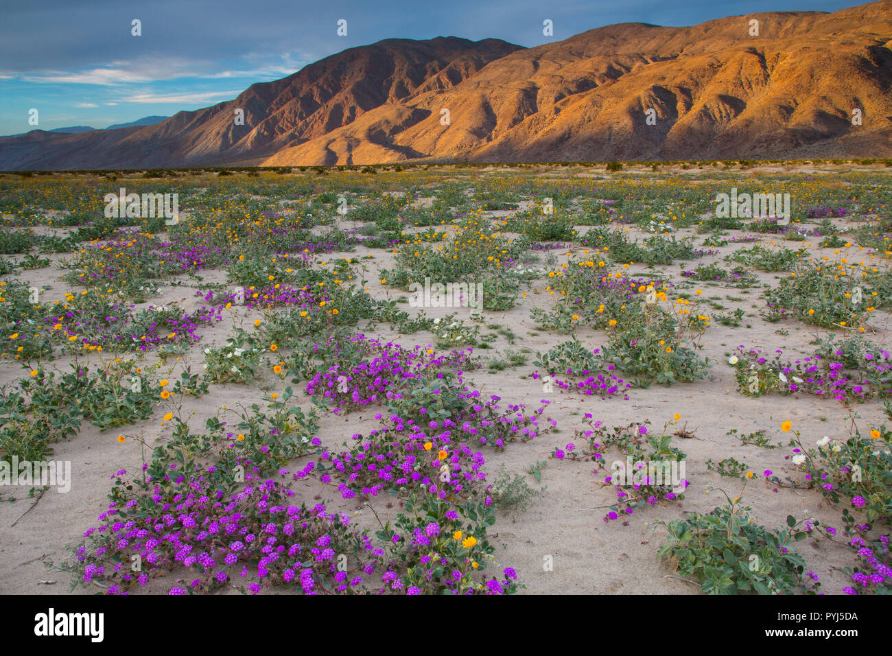 Domaines de fleurs sauvages fleurissent en Anza-Borrego Desert State Park, Californie. Banque D'Images