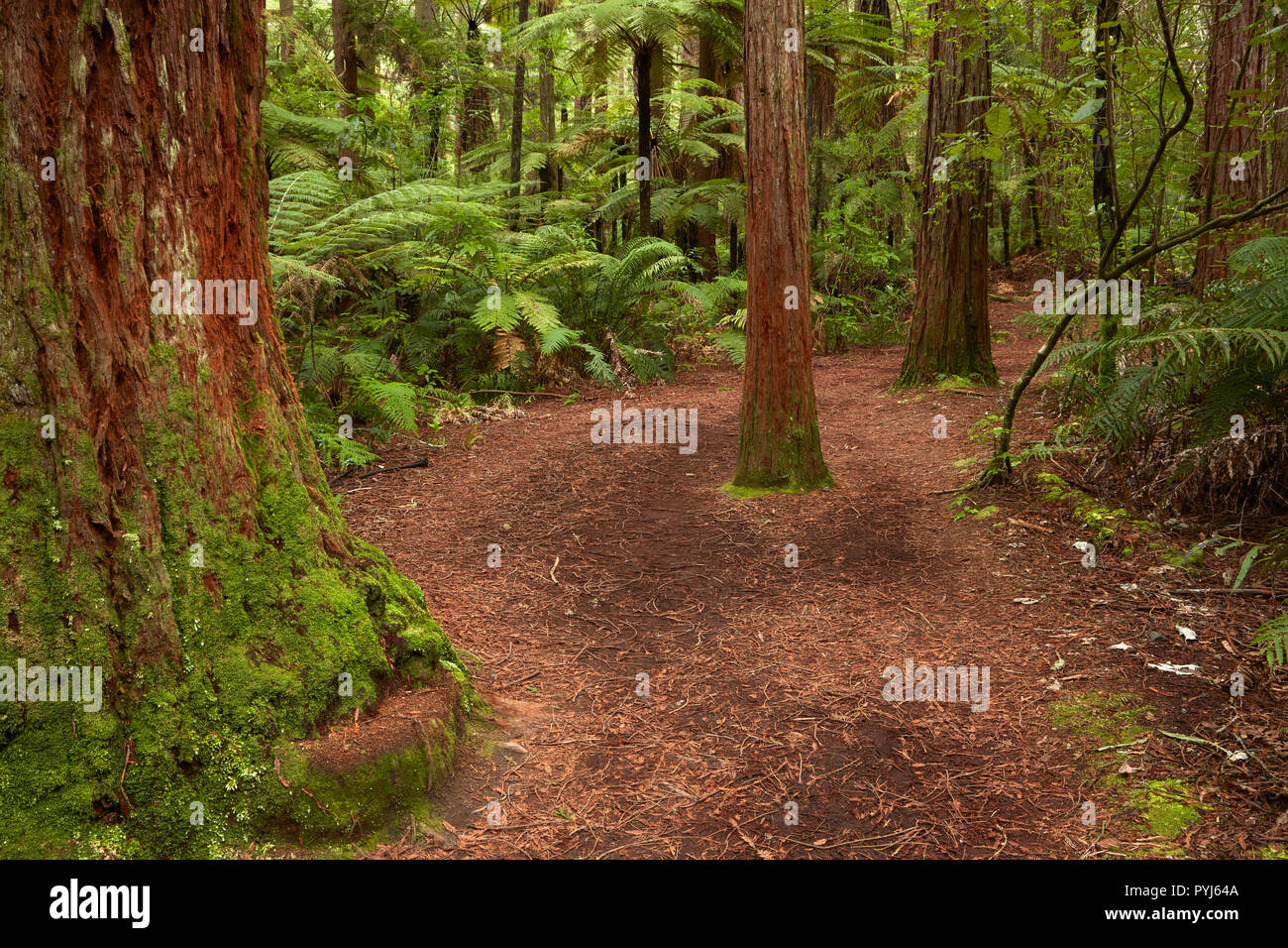 Une piste de marche à travers la forêt de Redwoods Whakarewarewa (), Rotorua, île du Nord, Nouvelle-Zélande Banque D'Images