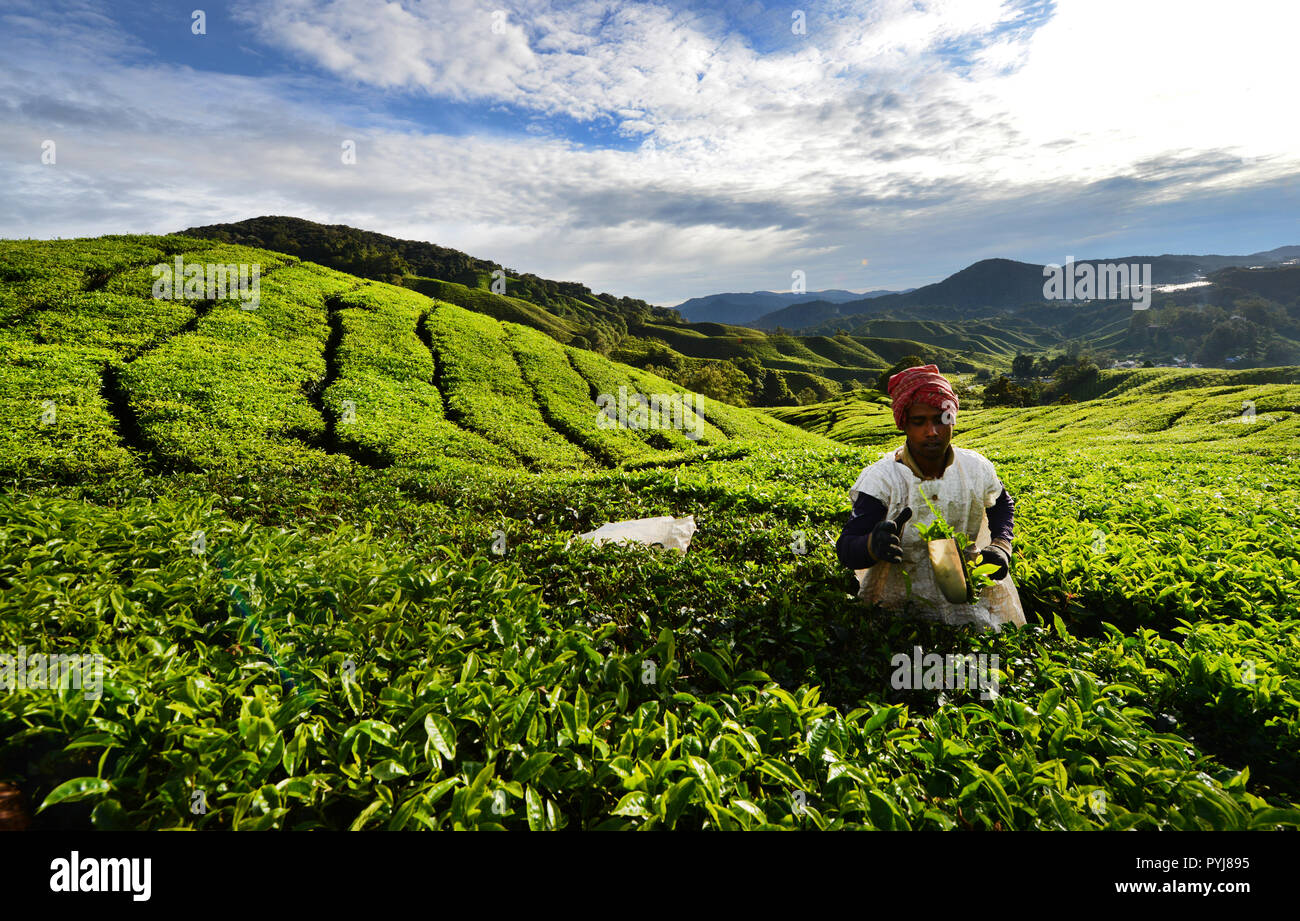 Un travailleur du Bangladesh ramasser les feuilles de thé dans une grande plantation de thé dans les Cameron Highlands en Malaisie. Banque D'Images