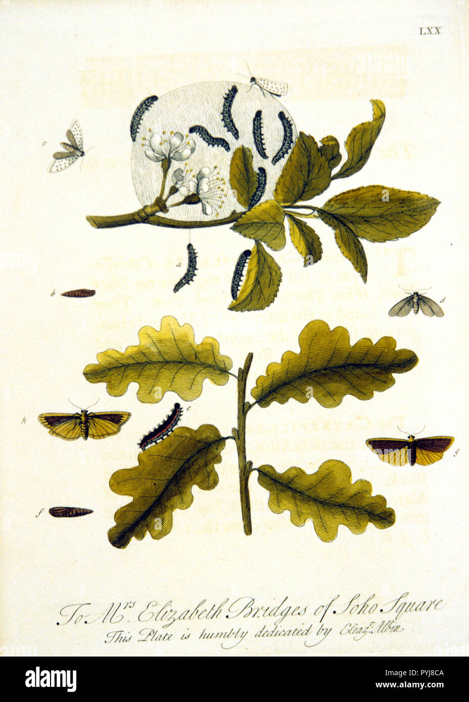 Illustration en couleur de la vie de l'hyponomeute du pommier, de la chenille au papillon Banque D'Images