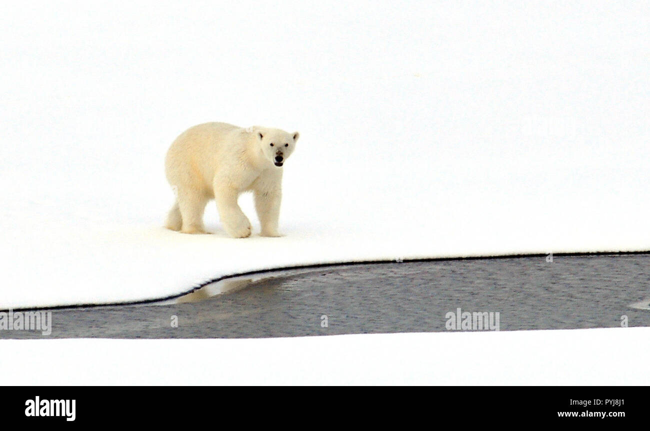 Un ours polaires marche sur la glace de l'océan Arctique le 23 août 2009. Banque D'Images