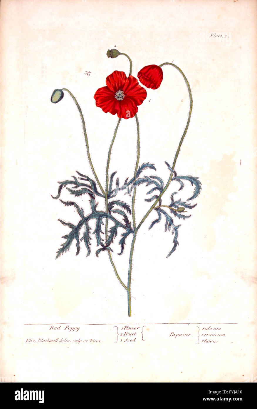 Planche 2 de Elizabeth Blackwell un curieux de plantes. Illustration de la fleur, fruit, et les graines de pavot rouge. Banque D'Images