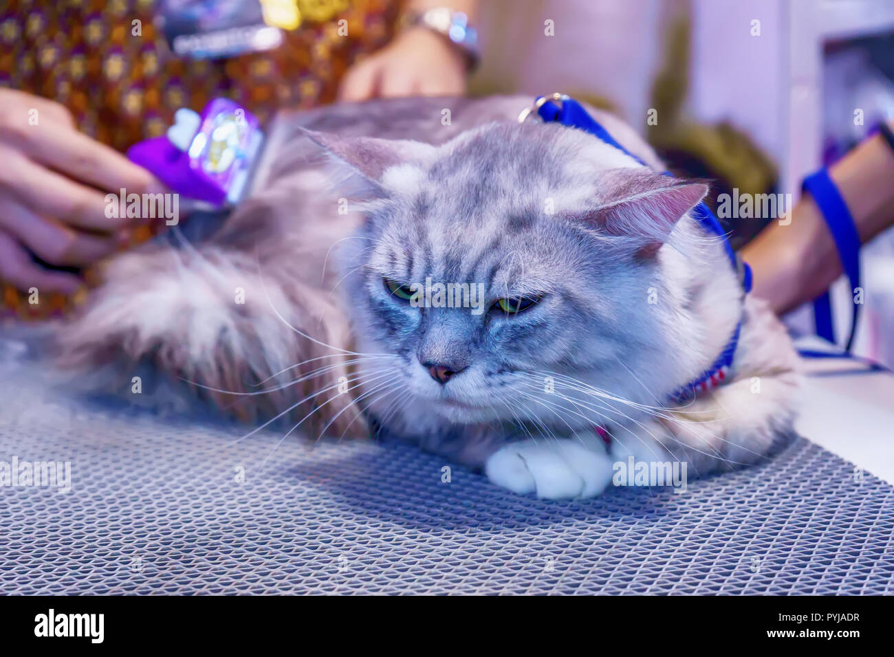 Les Chats Sont Des Animaux Marrants Il S Agit D Apprivoiser Photo Stock Alamy