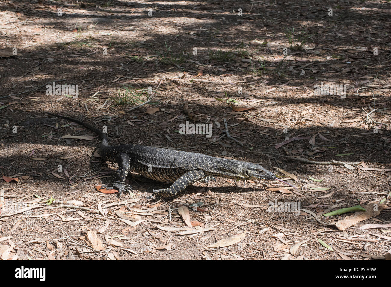 La dentelle, varan Varanus varius, sur l'île de Moreton, Queensland, Australie. Banque D'Images