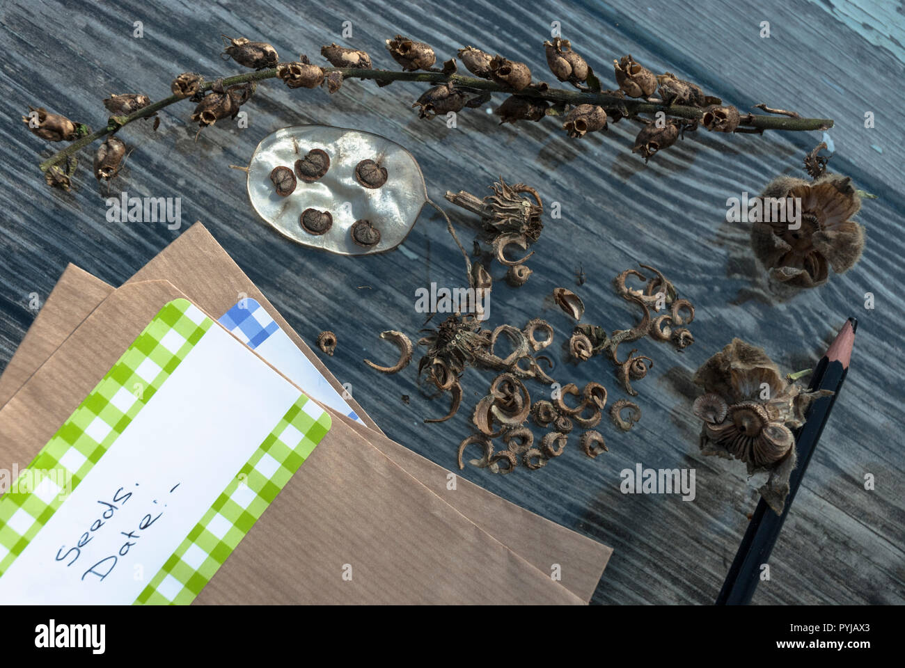 Diverses graines de tagètes, coquelicots, honnêteté etc soient enregistrés dans les paquets et étiqueté pour la plantation de l'année suivante. Banque D'Images
