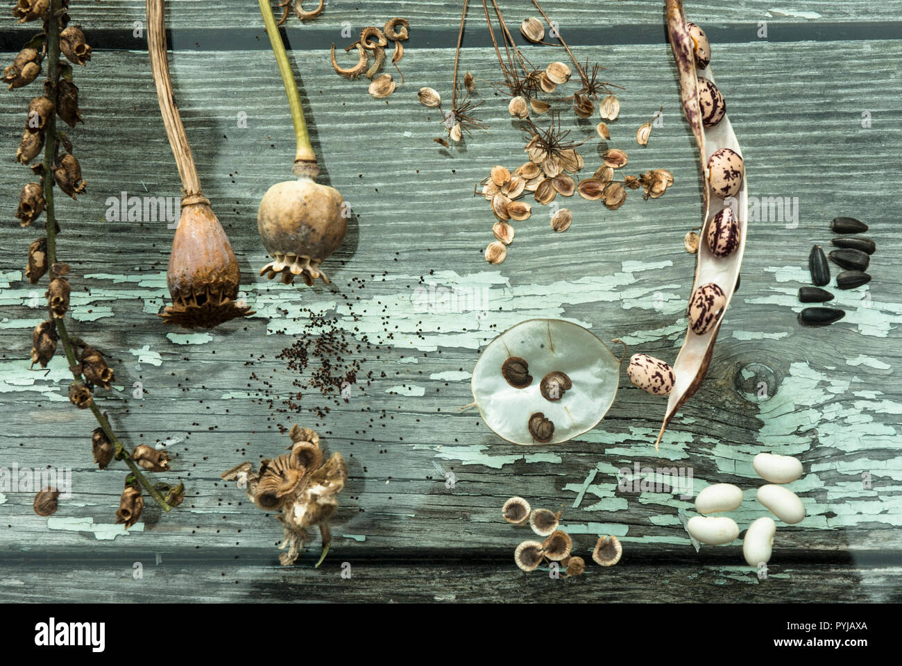 Diverses graines de fleurs, coquelicots, l'honnêteté, le tournesol, etc. et aussi les haricots borlotti et en cours d'enregistrement pour la plantation de l'année suivante. Banque D'Images