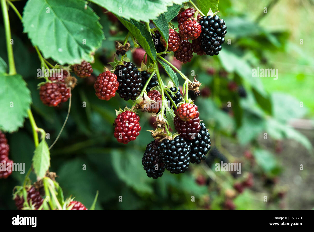 Un brin de mûres sans épines cultivée avec maturité et fruit non mûr. Banque D'Images