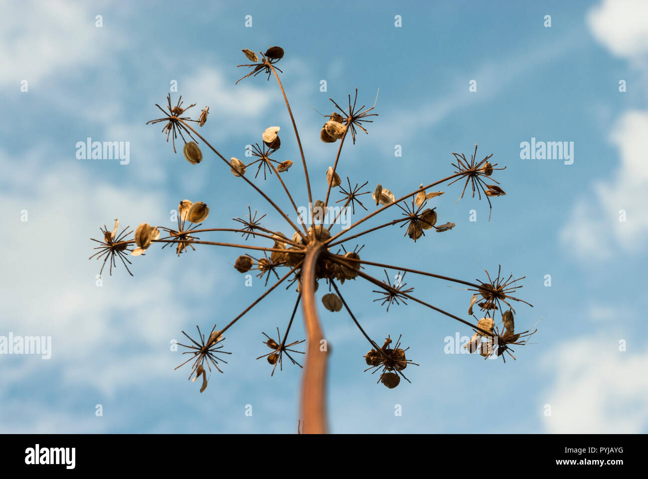 Graines de panais attaché à la tige de la fleur de panais séchés (comme les rayons parapluie) contre un ciel bleu avec des nuages. Banque D'Images