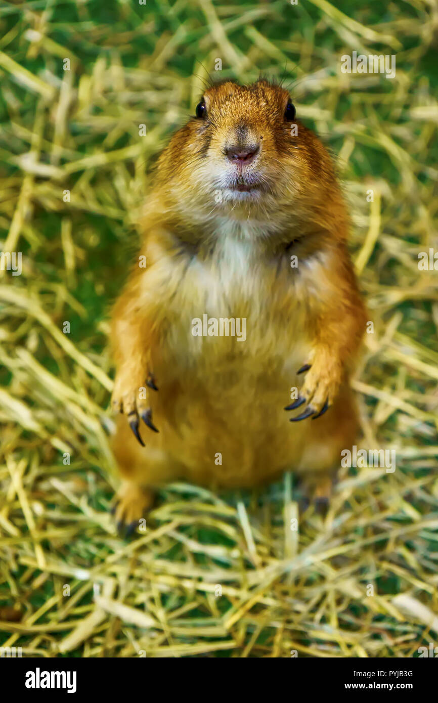 Chien de prairie sont pose la photographie. C'est petits mammifères, sont dans la même famille que les écureuils. Banque D'Images