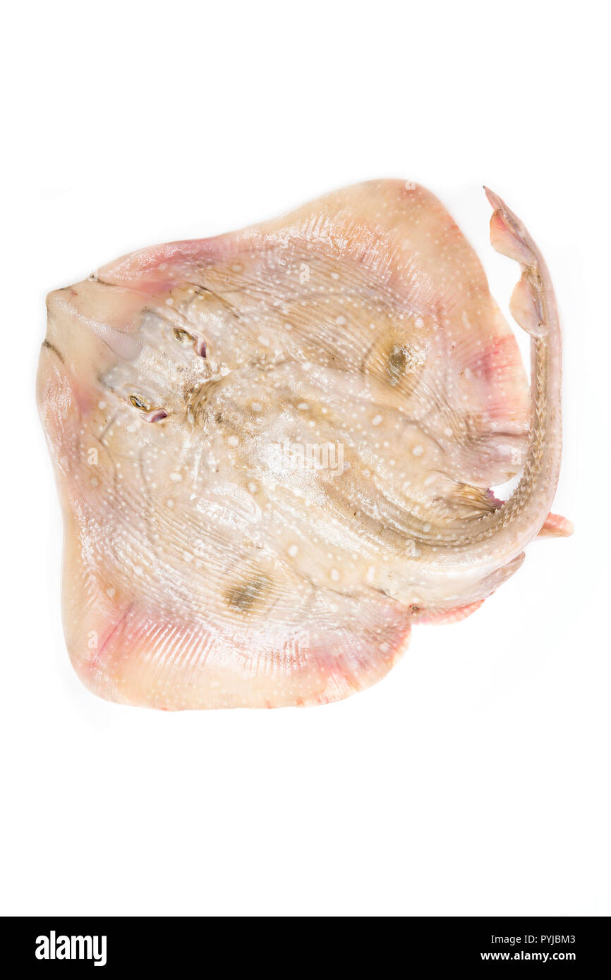Un ondulent fraîchement pêché ray, Raja undulata, à partir de la Manche sur un fond blanc. Dorset England UK GO Banque D'Images