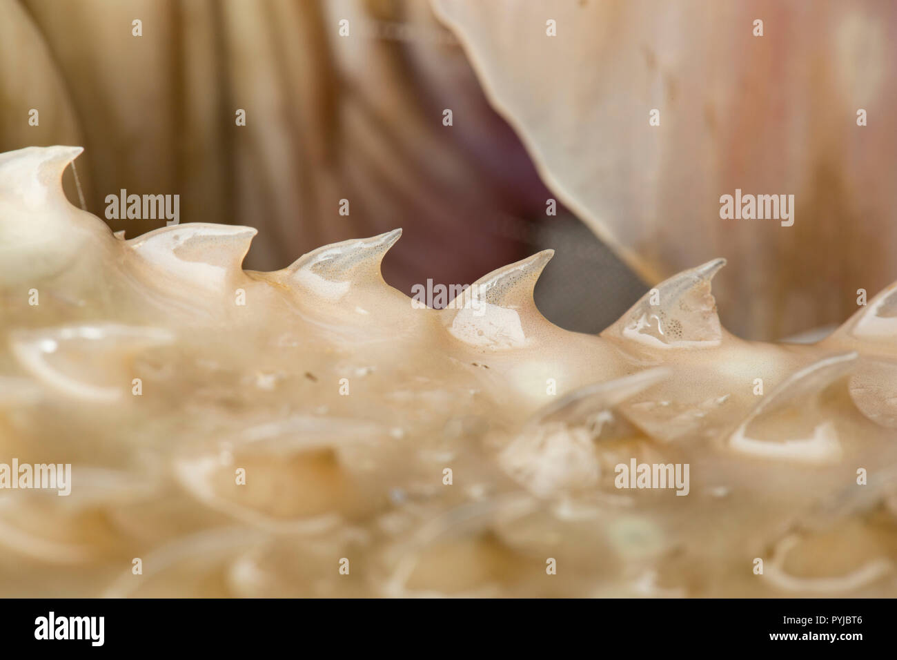 Les épines sur la queue d'une ondulée ray, Raja undulata. Dorset England UK GO Banque D'Images