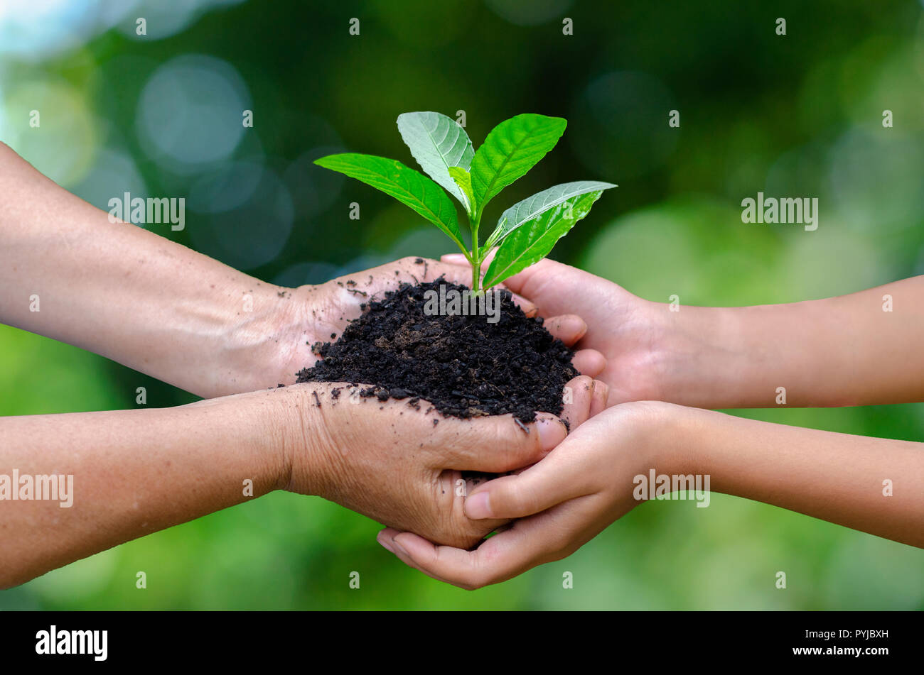 Les adultes de l'arborescence de bébé pour l'environnement Journée de la Terre dans les mains d'arbres de semis. Bokeh fond vert femme hand holding arbre sur nature champ g Banque D'Images