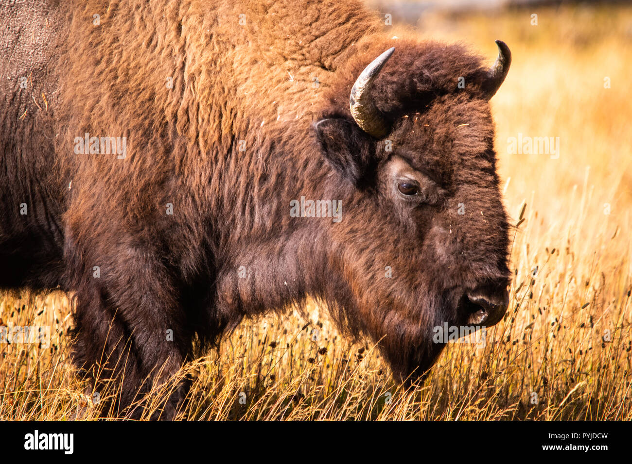 Head shot sur le côté d'un bison paissant dans un bight allumé en jaune de l'herbe sur le terrain Banque D'Images