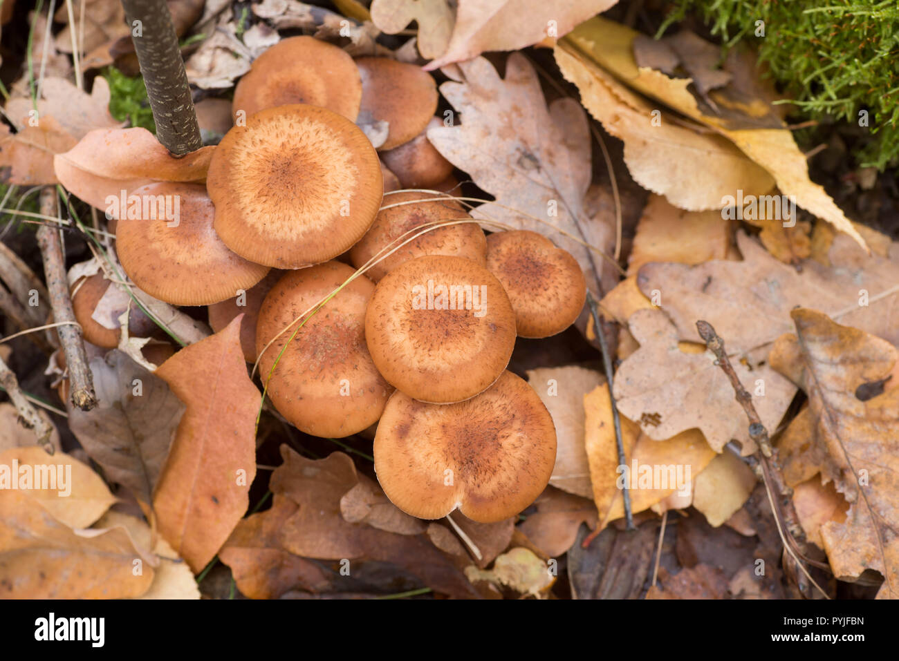 L'Armillaria ostoyae eadible faire revenir les champignons dans la forêt macro Banque D'Images