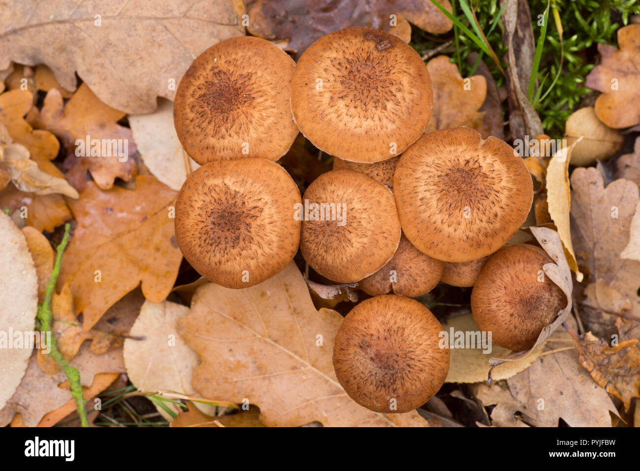 L'Armillaria ostoyae eadible faire revenir les champignons dans la forêt macro Banque D'Images