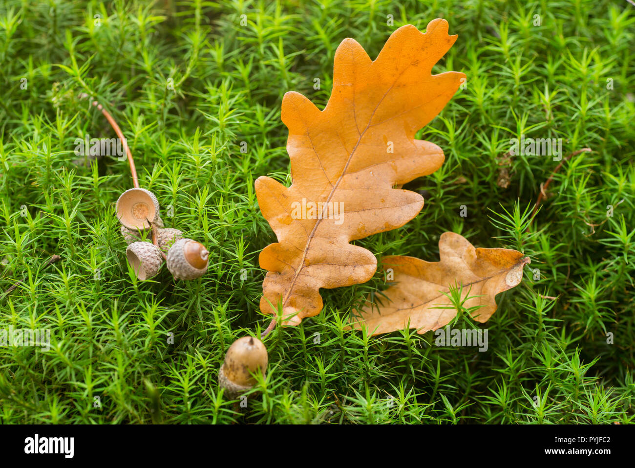 L'automne les feuilles tombées sur la mousse en forêt macro Banque D'Images