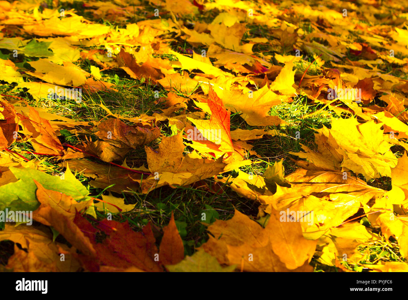 Feuilles d'érable de couleur de fond d'automne Banque D'Images