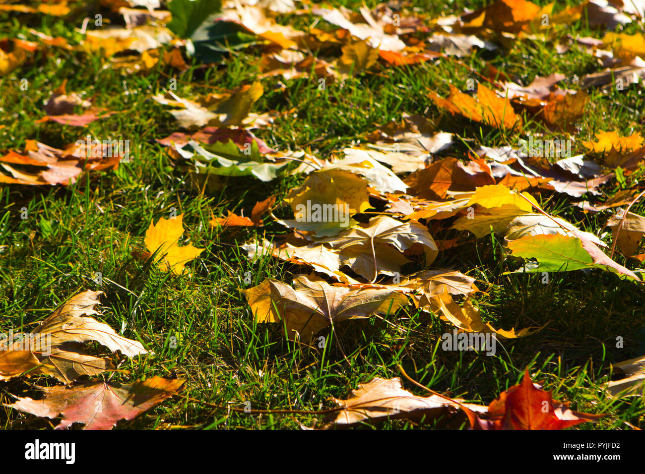 Automne feuilles d'érable colorées lumineuses sur l'herbe dans le parc Banque D'Images