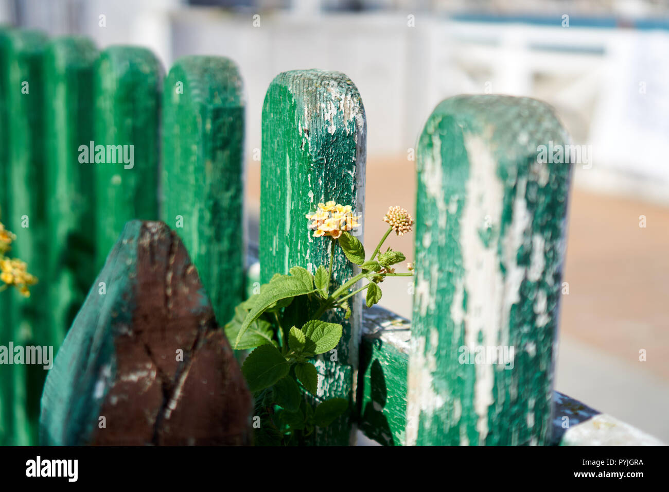 Une fleur sur une clôture avec la décoloration de la peinture verte Banque D'Images