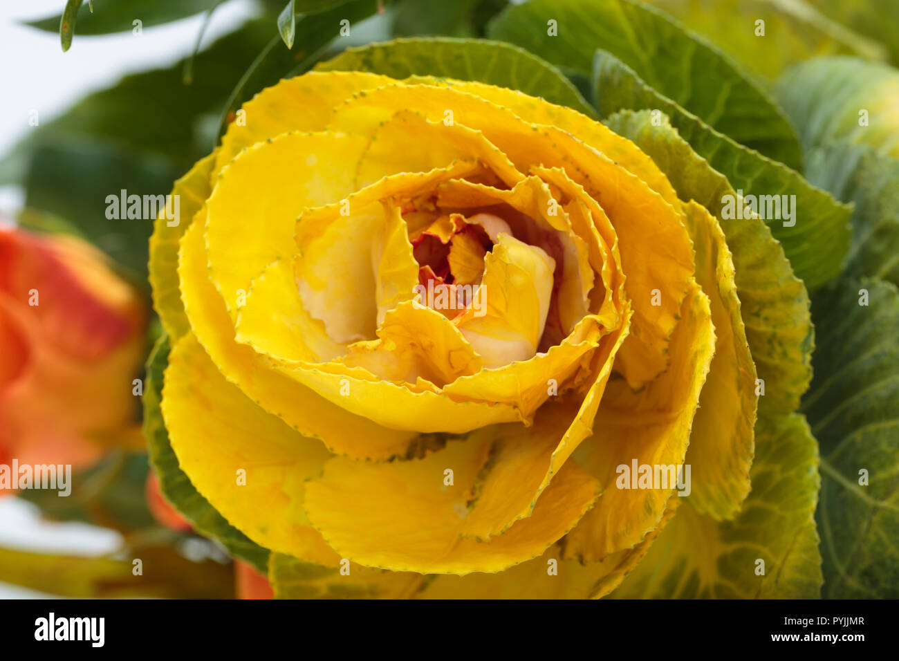 Chou ornemental de jaune, orange et vert feuilles (Brassica oleracea) Banque D'Images