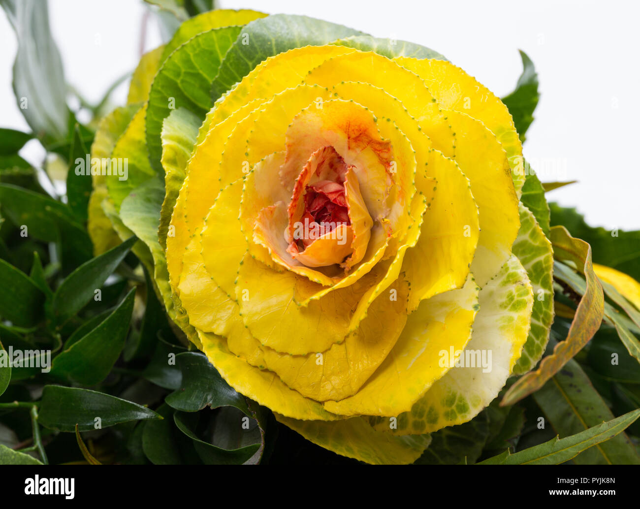 Chou ornemental de jaune, orange et vert feuilles (Brassica oleracea) Banque D'Images