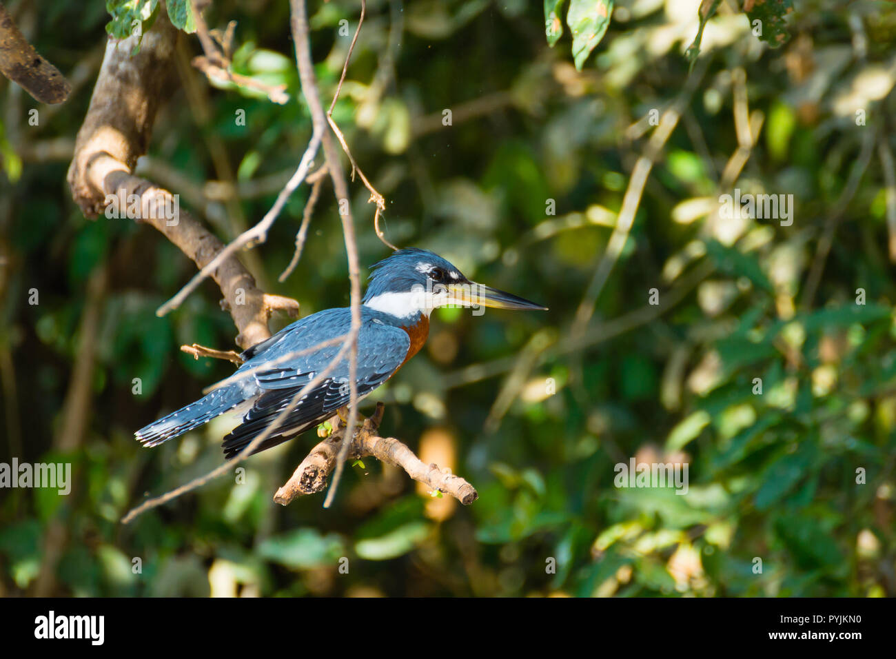 Ringed kingfisher sur la nature du Pantanal, Brésil. La faune du Brésil Banque D'Images