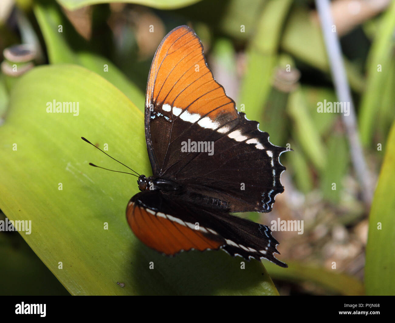 Swallowtail butterfly sur une feuille avec les ailes ouvertes. Banque D'Images