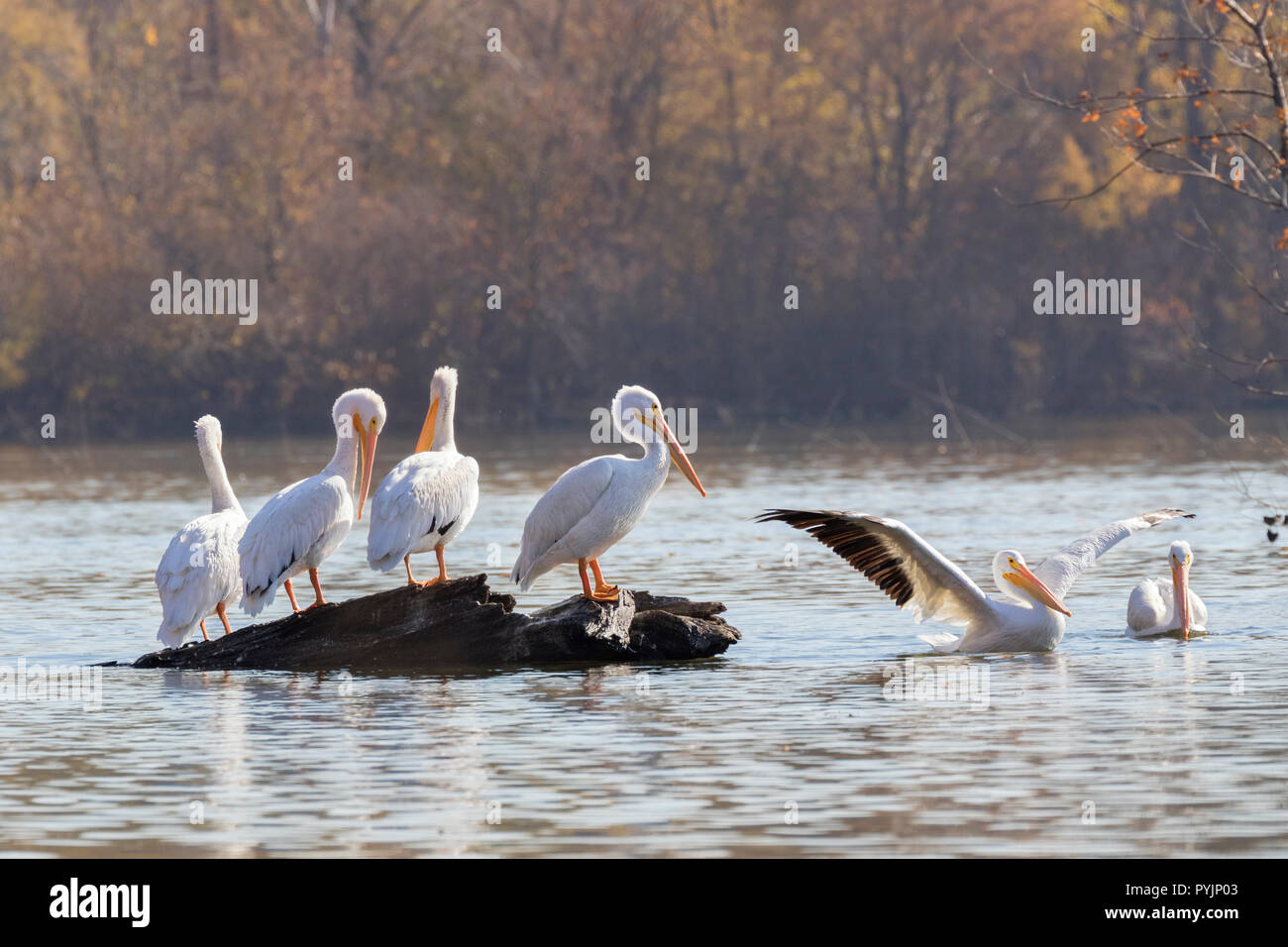 Pélicans blancs d'obtenir reste sur le lac près de que Saylorville barrage lors de la migration d'automne Banque D'Images