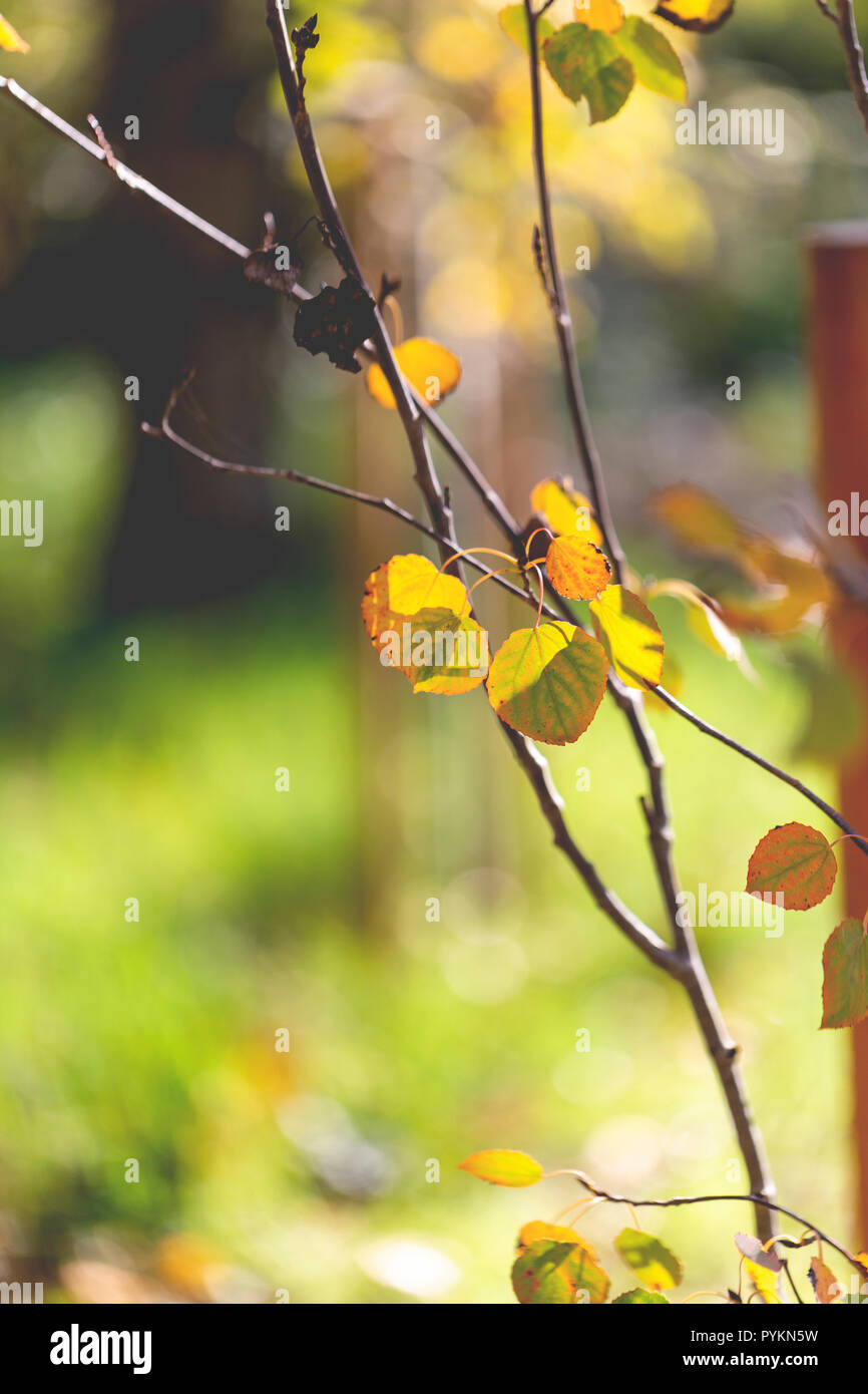 Feuilles sur un arbre Banque D'Images