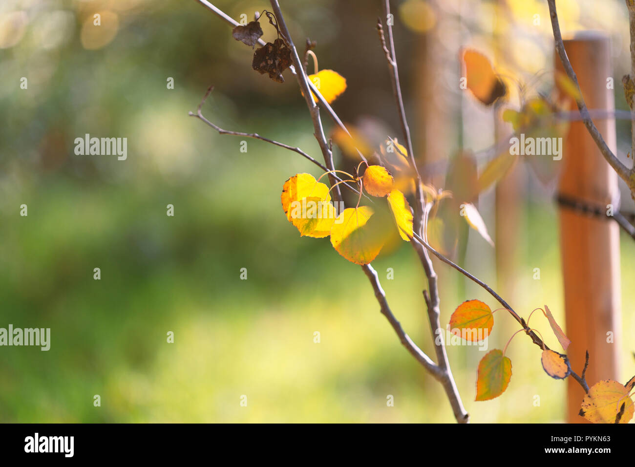 Feuilles sur un arbre Banque D'Images