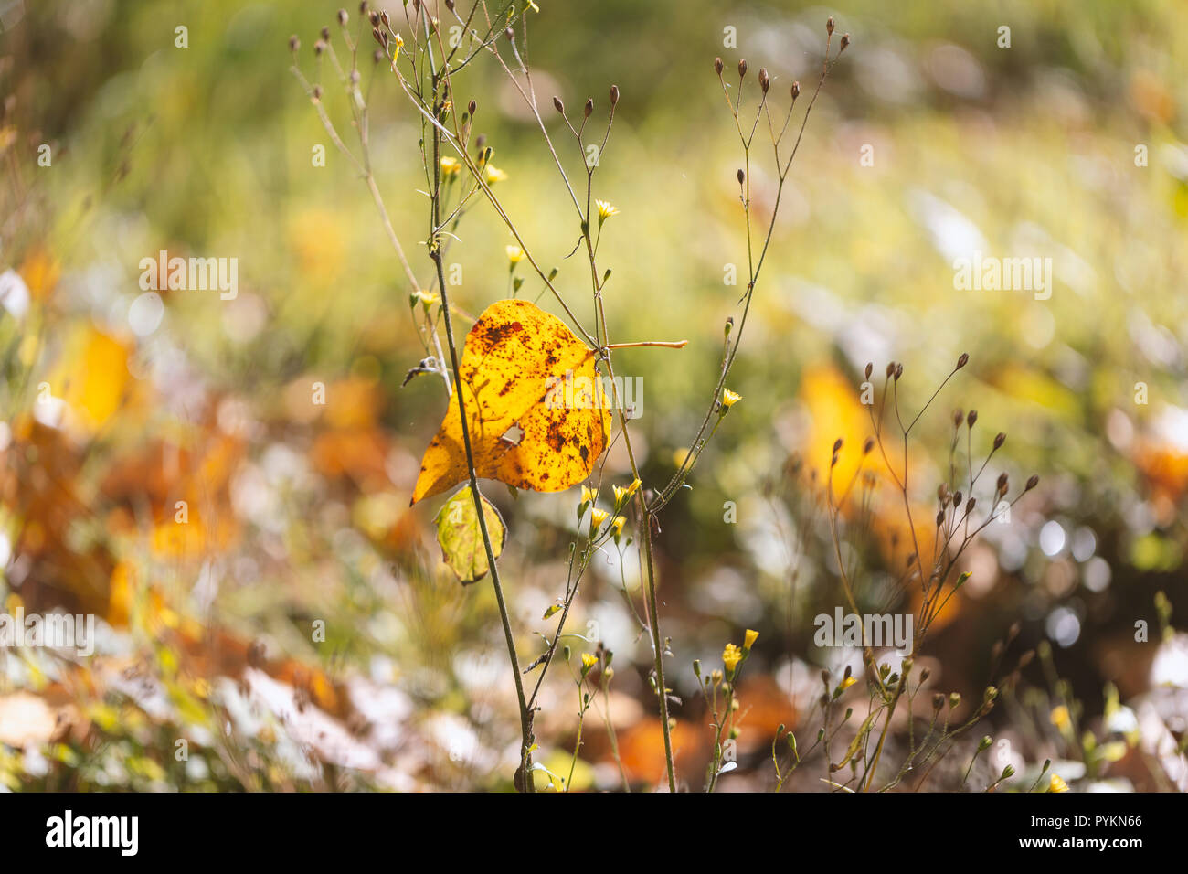 Une seule feuille sur un arbre en automne Banque D'Images