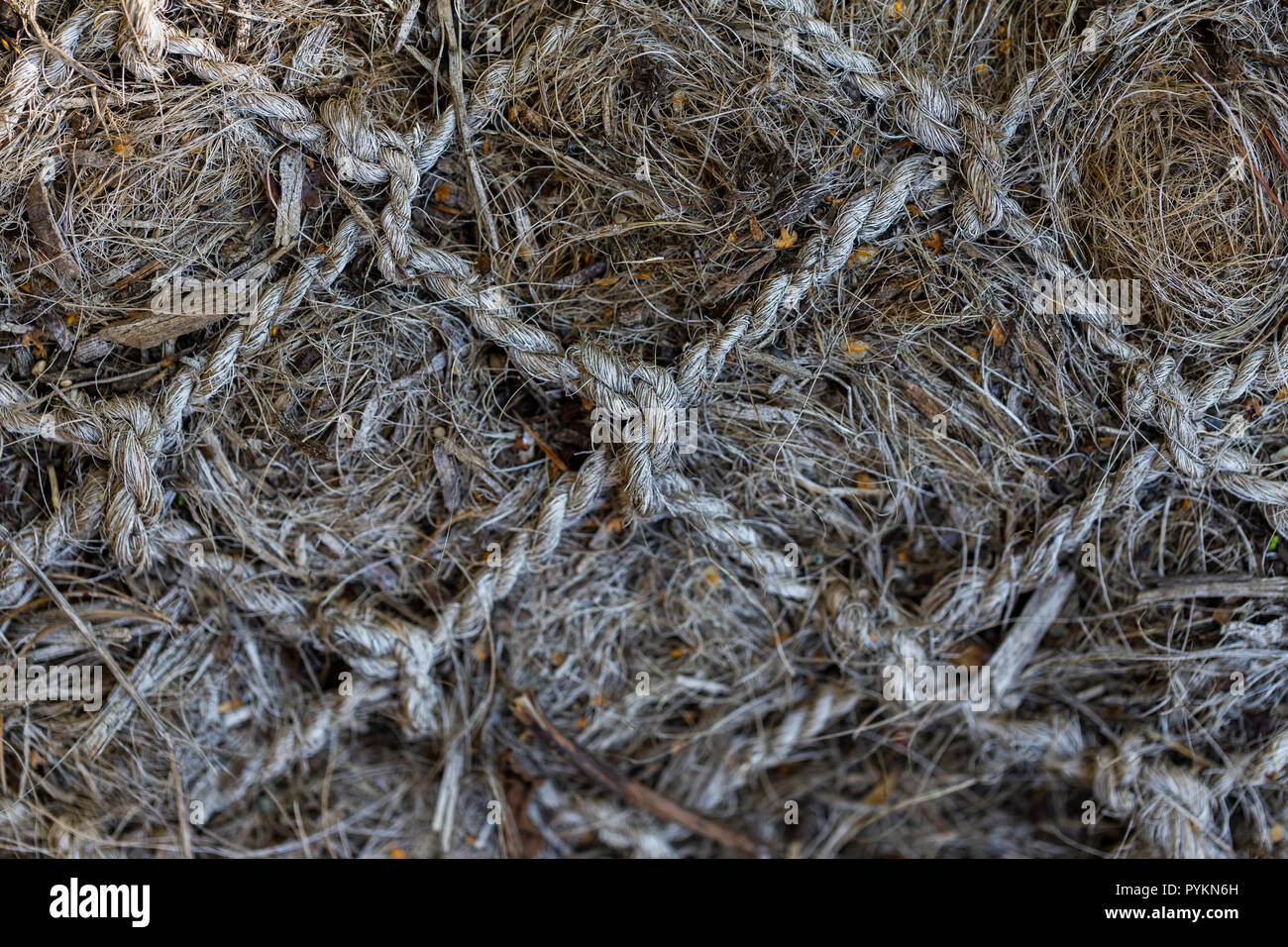 La texture des cordes Banque D'Images