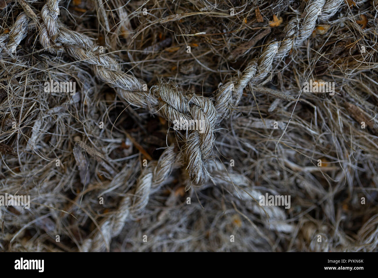 La texture des cordes Banque D'Images