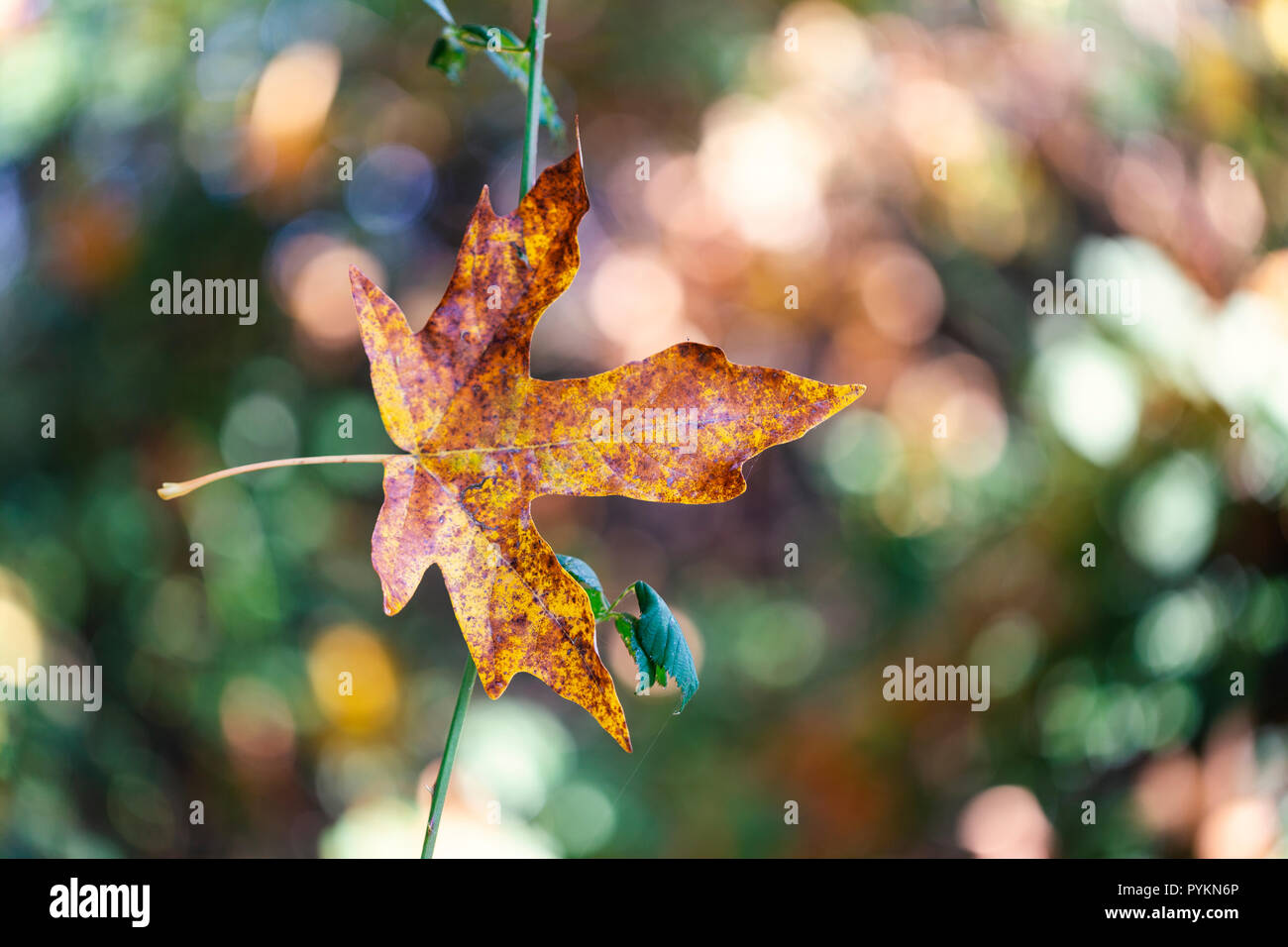 Une belle collection automne leaf durant Banque D'Images
