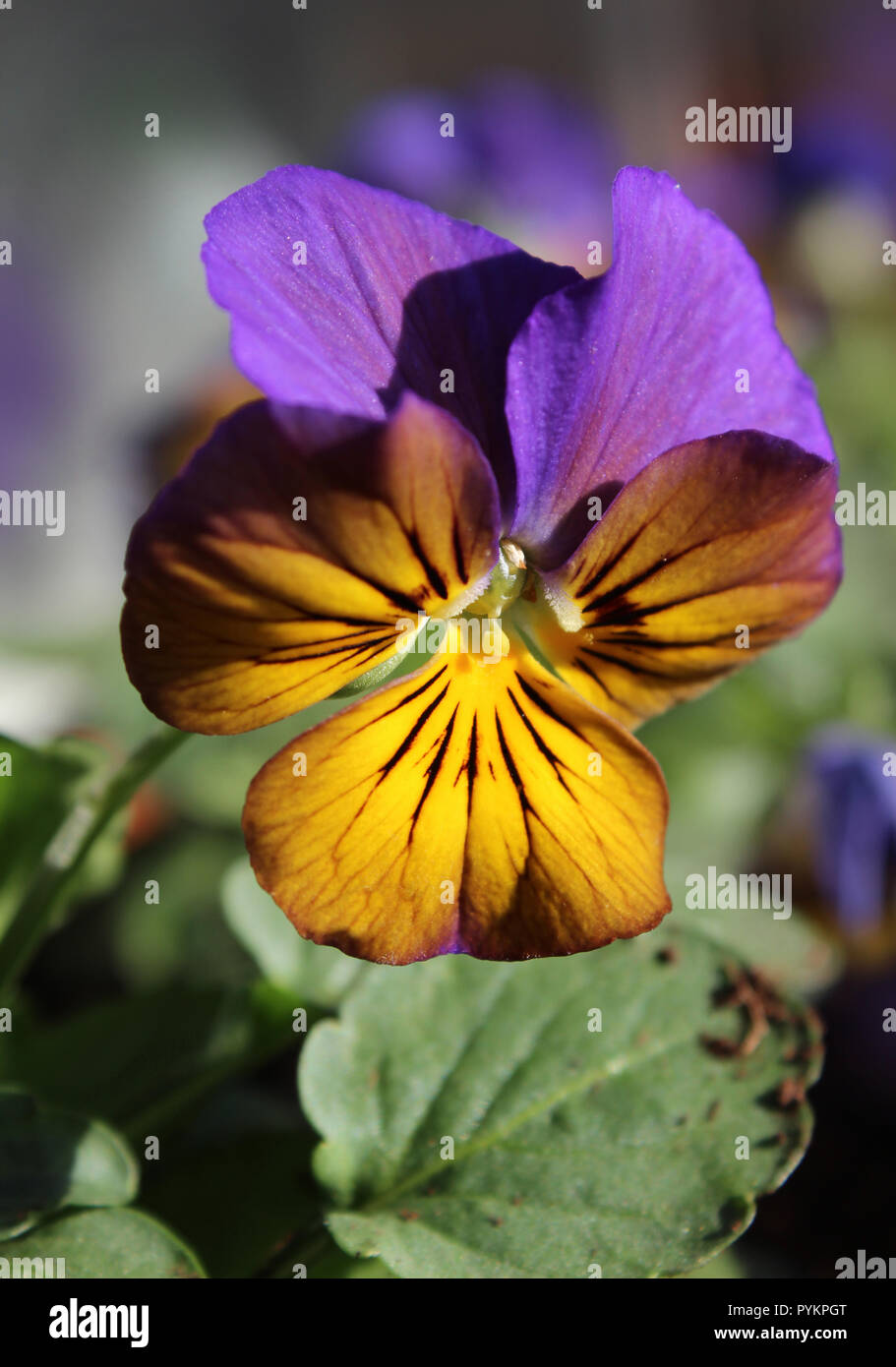 La belle fleur jaune et violet chef de la plante ornementale Viola, près jusqu'à l'extérieur. Banque D'Images