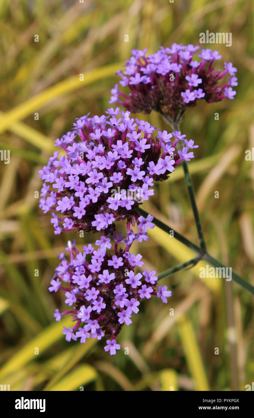 Les belles fleurs violet vif de Verbena bonariensis aussi connu comme purpletop vervain verveine ou hautes. Sur un fond de feuillage contrasté. Banque D'Images