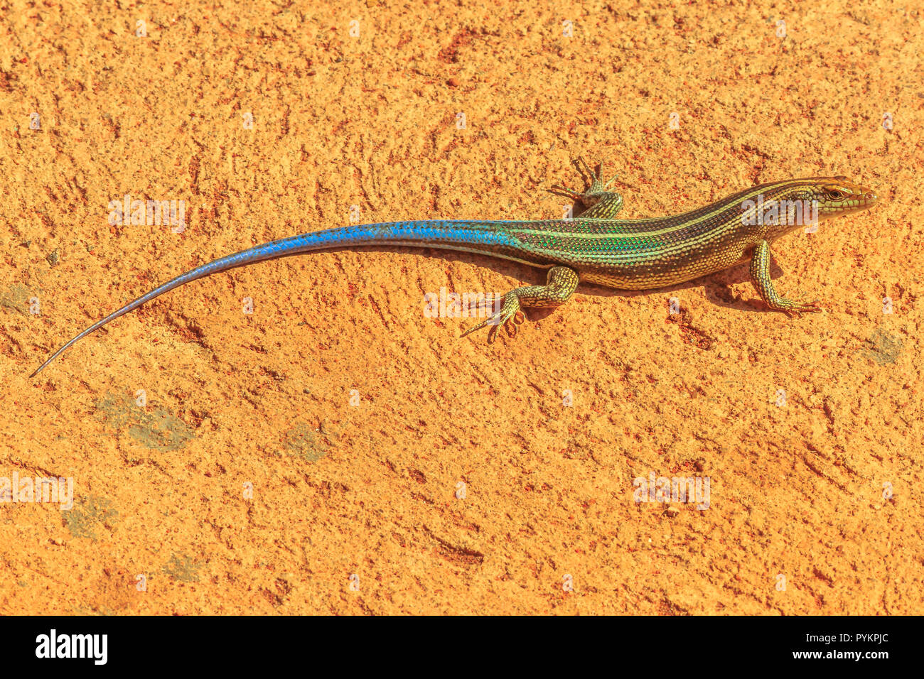 Le cerf bleu lézard, Nucras caesicaudata Sandveld, lézard d'Afrique en Afrique du Sud, vivant à sec, sablonneux et les zones de savane. Le Parc National de Kruger. Banque D'Images