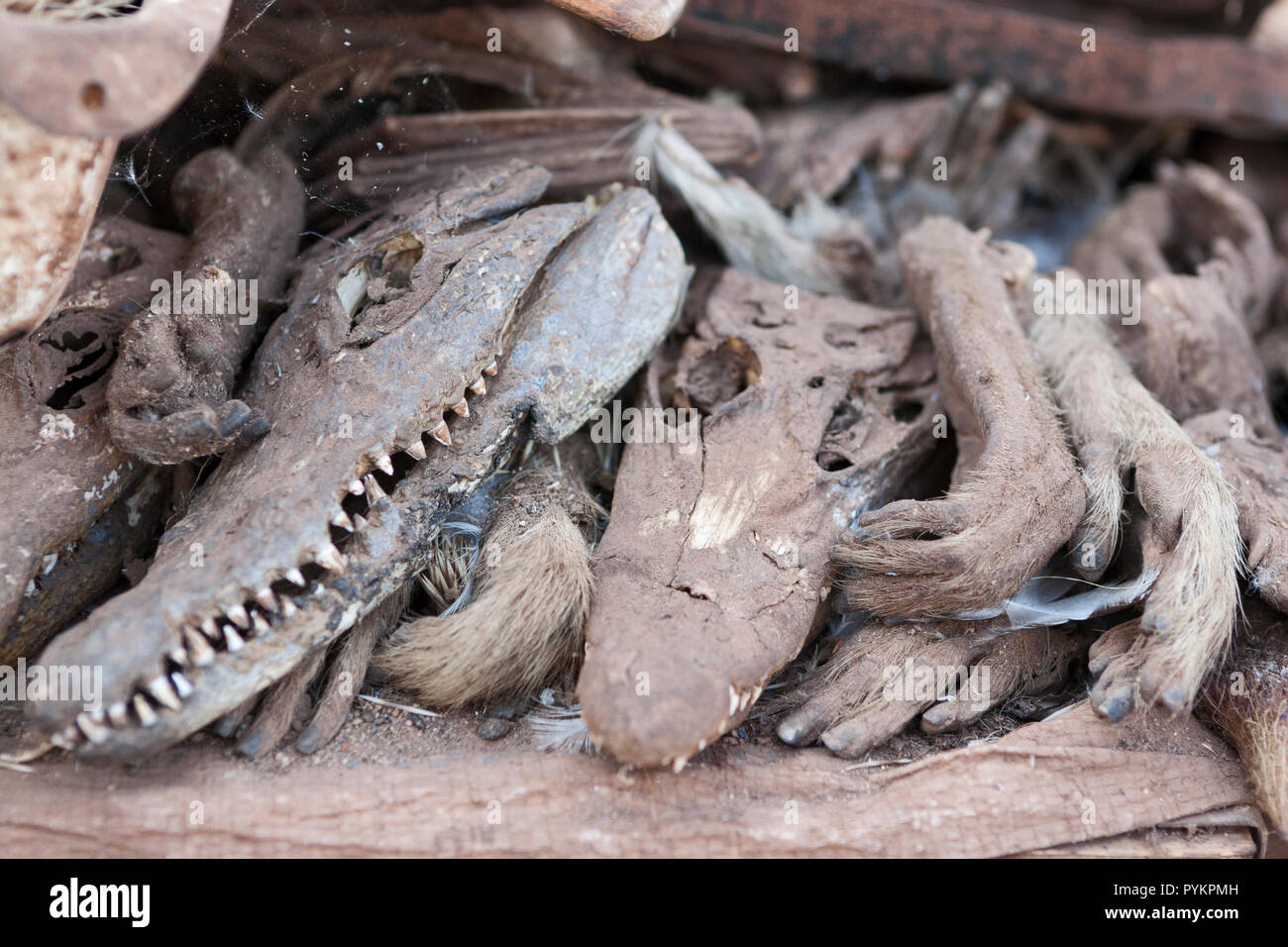 Les parties du corps des animaux à vendre au marché de la médecine traditionnelle dans la région de Bamako, Mali Banque D'Images